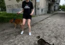 котката Пена котка напада кучета Кючука