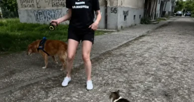 котката Пена котка напада кучета Кючука