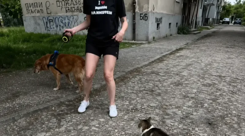 котката Пена котка напада кучета Кючука