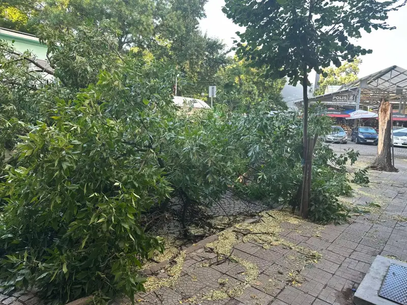 Дърво падна върху автомобил в Кючука