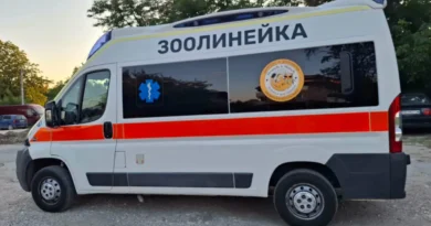 Хубави инициативи в Пловдив – зоолинейка и такси за домашни любимци